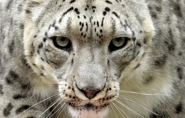 Look, IRBIS, snow leopard