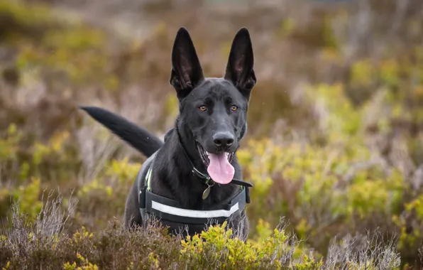 Picture language, dog, ears, shepherd