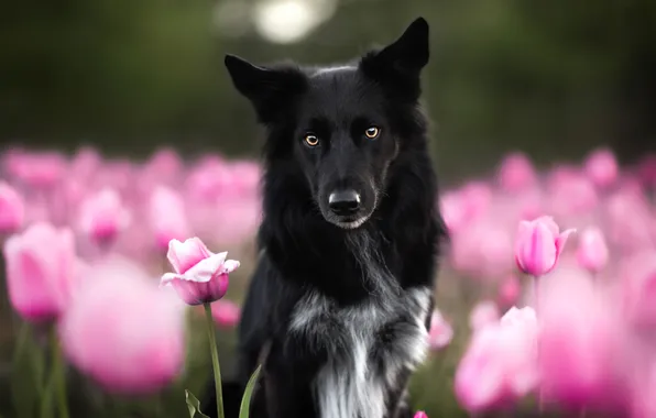Look, flowers, nature, pose, stems, glade, portrait, dog