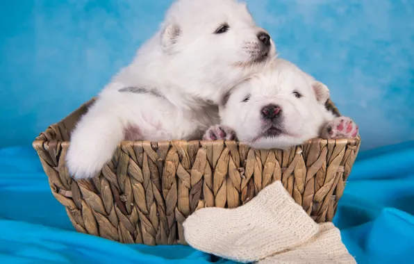 Dogs, white, legs, dog, baby, puppies, puppy, white