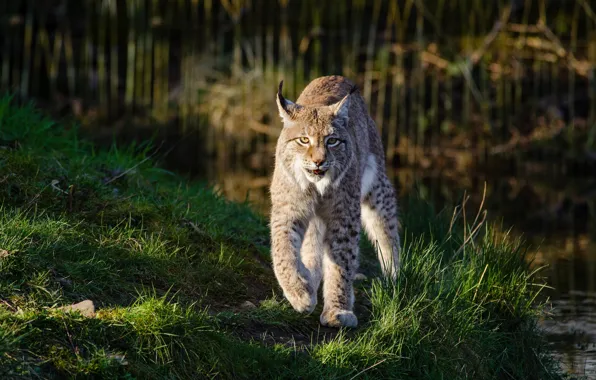 Picture grass, look, light, nature, pose, green, background, shore