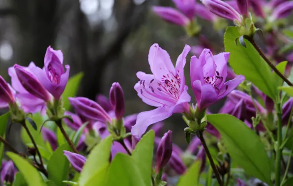 Picture leaves, flowers, branches, spring, pink, flowering, lilac, bokeh