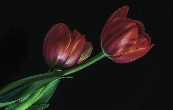 Red, tulips, buds
