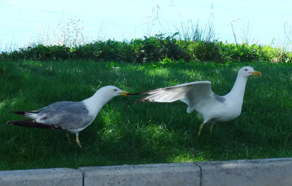 Sea, animals, grass, birds, widescreen, Wallpaper, seagulls, Seagull