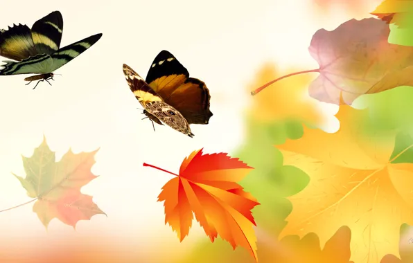 Picture autumn, leaves, collage, butterfly, wings