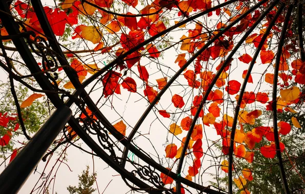 Autumn, leaves, gazebo