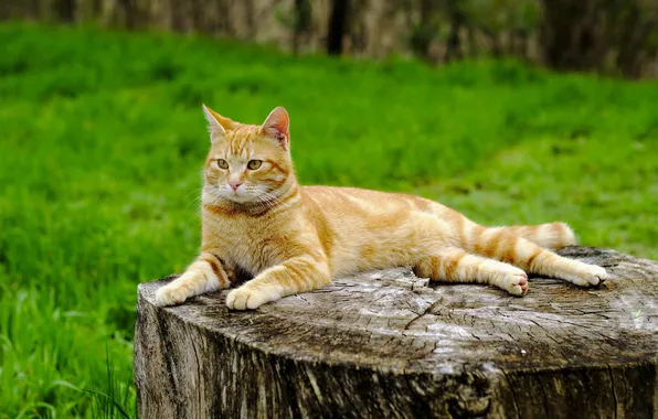 Picture cat, summer, stump