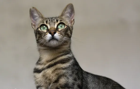 Cat, cat, face, grace