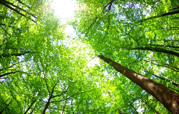 Picture summer, the sky, leaves, trees, nature, green