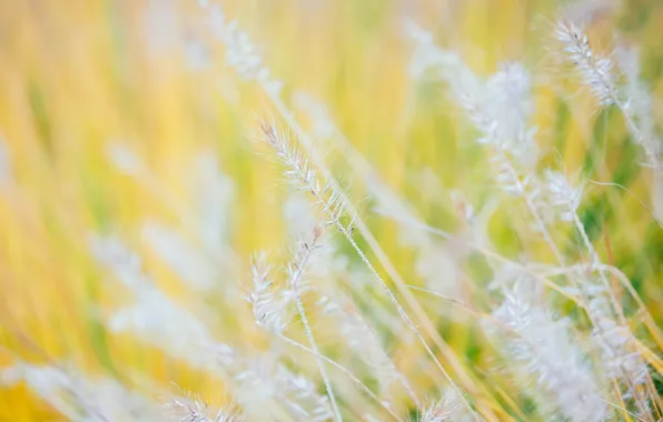 Picture field, autumn, grass, plant, meadow