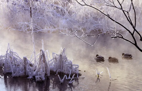 Picture winter, nature, fog, lake, duck, morning