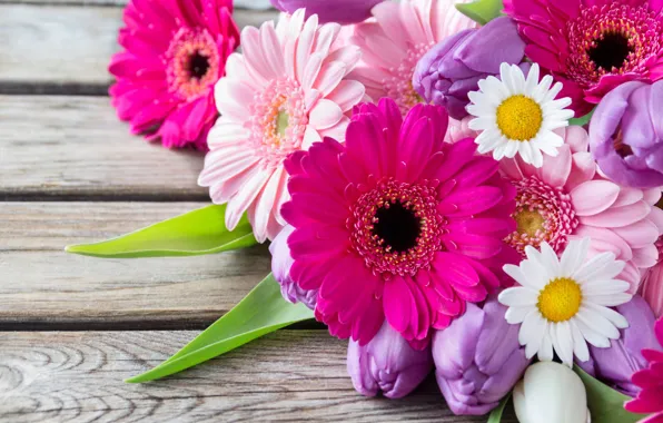 Picture flowers, chamomile, tulips, gerbera