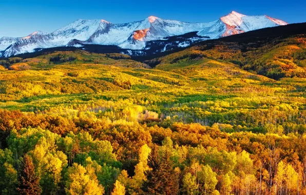Picture autumn, forest, mountains, slope