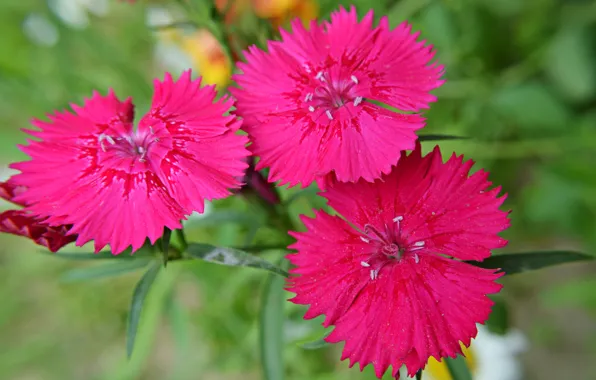 Picture flower, macro, nature, petals, Chinese carnation