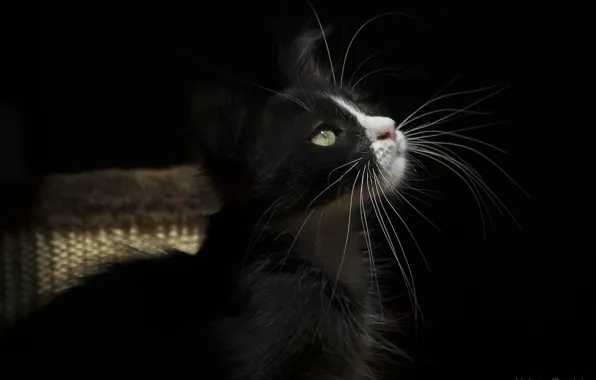 Picture cat, cat, mustache, light, the dark background