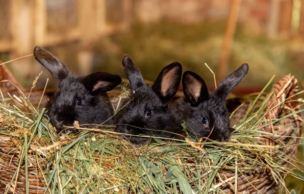 Black, basket, hay, rabbits, trio, Trinity