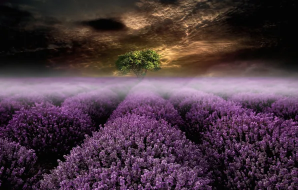 Picture field, summer, the sky, landscape, flowers, night, clouds, nature, fog, rendering, tree, collage, treatment, art, …