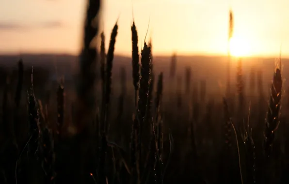 Picture wheat, field, the sky, the sun, macro, sunset, nature, background
