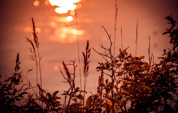 Wave, grass, water, macro, sunset, glare, river, silhouette
