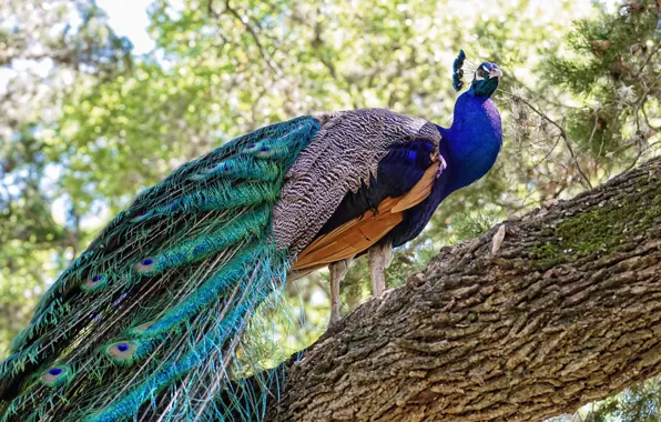 Trees, nature, bird, peacock