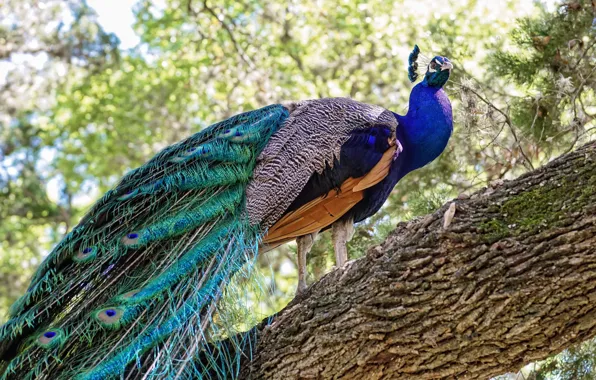Picture nature, tree, bird, peacock