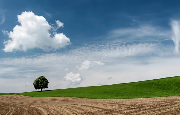 Field, the sky, tree