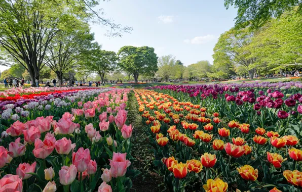 Trees, flowers, Park, Japan, Tokyo, tulips, Tokyo, Japan