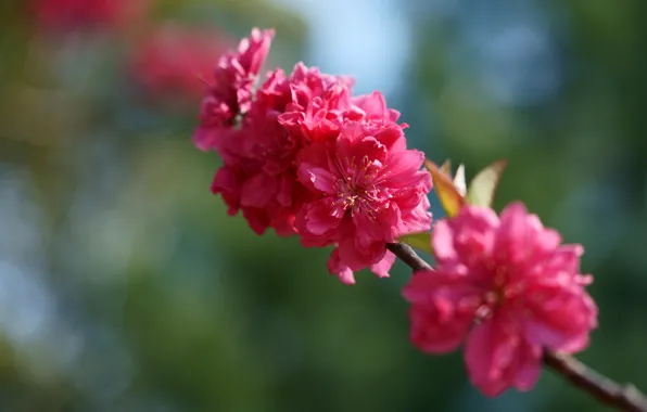 Flowers, branch, spring, Sakura, pink, flowering, almonds, bokeh