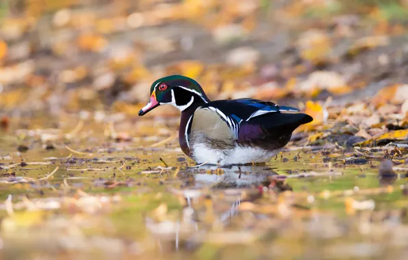 Picture autumn, leaves, bird, shore, bright, duck, pond, karolinka