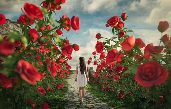 Picture girl, roses, trail, Alice in the land of roses