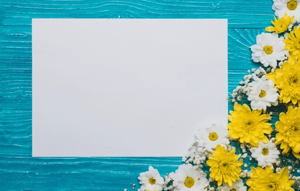 Flowers, background, chrysanthemum, flowers, background, a sheet of paper, chrysanthemums