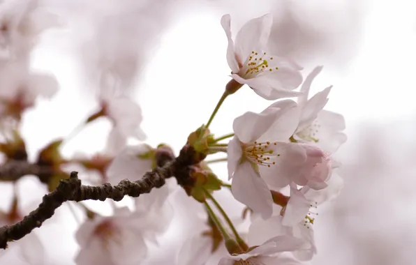 Cherry, tenderness, branch, spring, petals, light, Sakura, pink