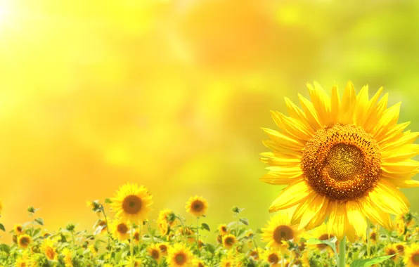 Summer, flowers, petals, sunflower, bokeh