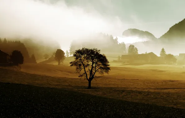 Trees, fog, tree, farm, hills