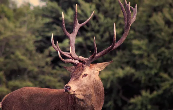 Picture deer, horns, photo, photographer, male, Greg Stevenson
