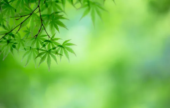 Picture leaves, nature, tree, branch