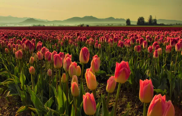 Field, fog, morning, tulips