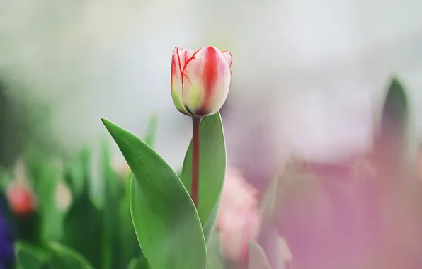 Flower, nature, Tulip