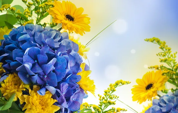 Picture the sky, flowers, nature, yellow, bright