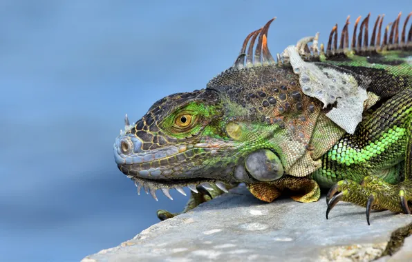 Look, stone, leather, iguana, blue background, reptile