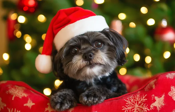 Look, lights, portrait, dog, Christmas, puppy, black, New year