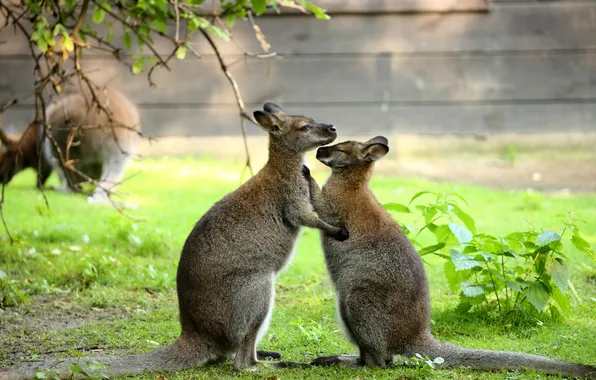 Pose, glade, kangaroo, kids, a couple, cubs, hugs