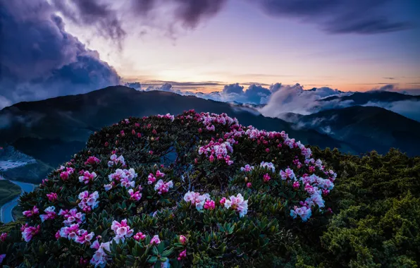The sky, clouds, landscape, sunset, flowers, mountains, nature, fog