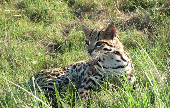 Cat, grass, ocelot