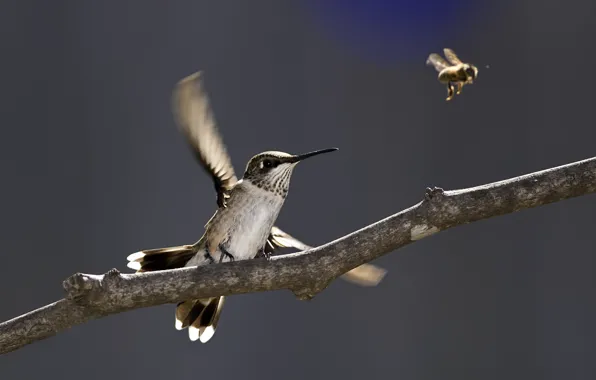 Picture nature, bee, bird, branch, Hummingbird, insect, flight