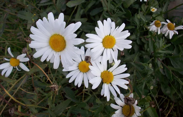 Summer, flowers, chamomile, White daisies