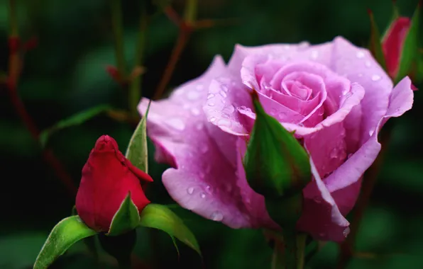 Flower, drops, macro, flowers, the dark background, pink, rose, roses