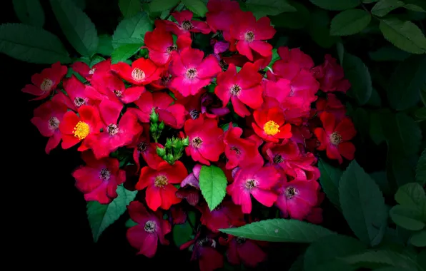 Picture flowerbed, petals, garden, leaves