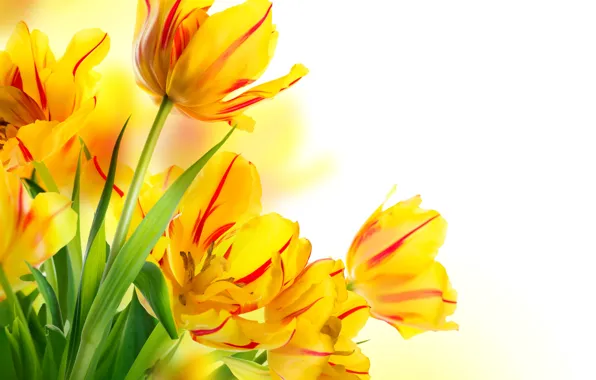 Leaves, yellow, tulips, white background, buds, bokeh
