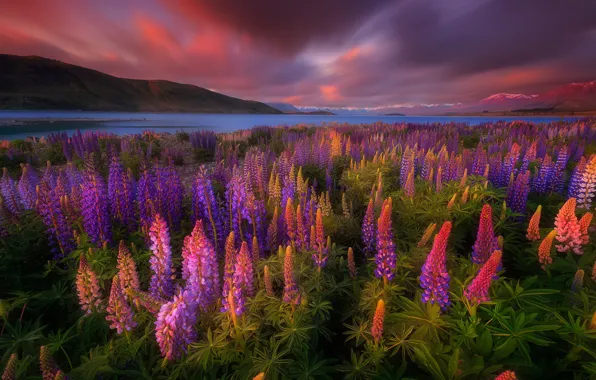 Flowers, lake, spring, New Zealand, lupins, Tekapo